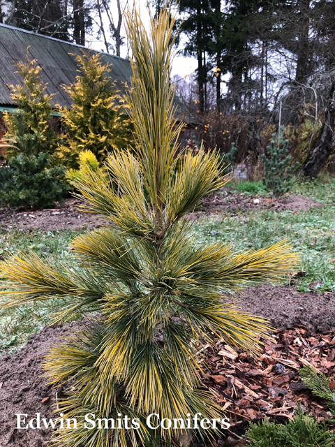 Pinus cembra 'Aurea'